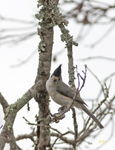 Black-crested Titmouse 7410